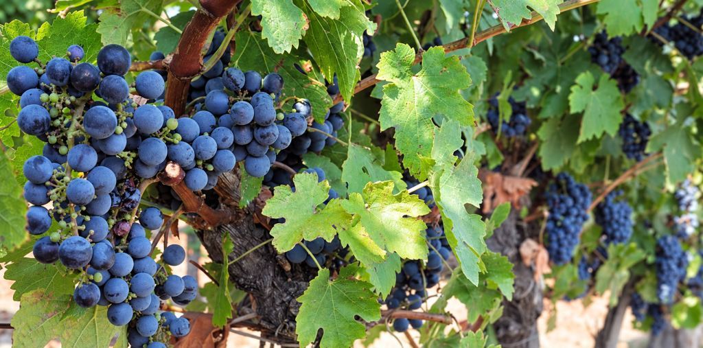 Gamza-druiven – een blauw druivenras uit Bulgarije