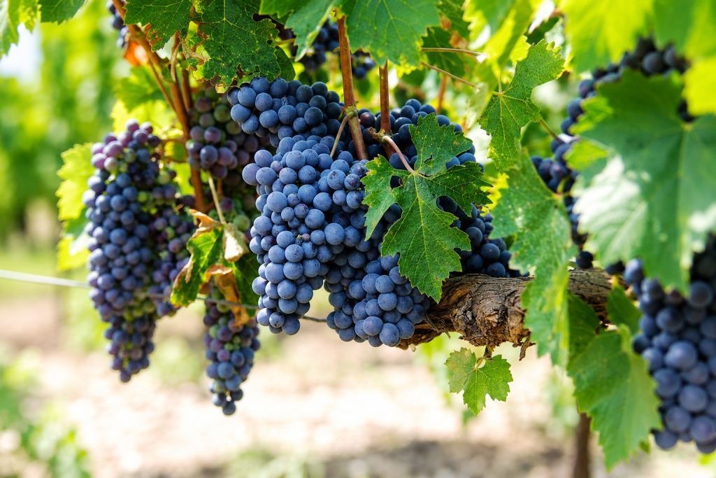 Mavrud - inheemse Bulgaarse druif Mavrud druiven in de wijngaarden van Zagreus Winery in Bulgarije